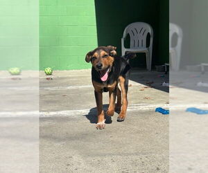 Labrador Retriever-Unknown Mix Dogs for adoption in Elmsford, NY, USA
