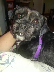 Brussels Griffon Dogs for adoption in Alexandria, KY, USA