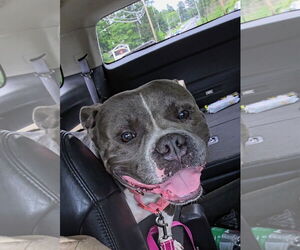 American Pit Bull Terrier Dogs for adoption in Stanhope, NJ, USA