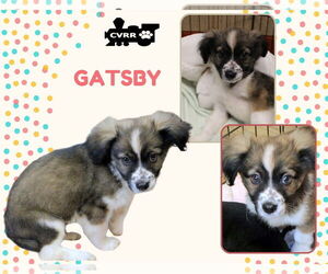 Colonial Cocker Spaniel-Unknown Mix Dogs for adoption in Lindsay, CA, USA