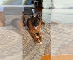 German Shepherd Dog Dogs for adoption in La Grange , NC, USA
