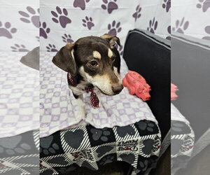Dachshund-Unknown Mix Dogs for adoption in Metairie, LA, USA