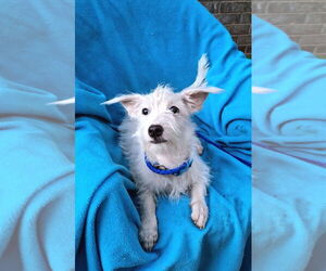 Mutt Dogs for adoption in Missouri City, TX, USA