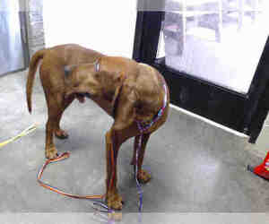 Redbone Coonhound Dogs for adoption in Tulsa, OK, USA