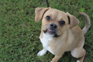 Puggle Dogs for adoption in Charlotte, NC, USA