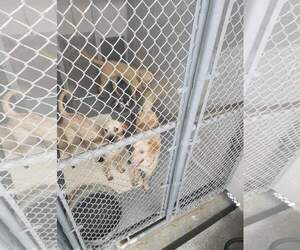 Labrador Retriever-Red Heeler Mix Dogs for adoption in Hanover, PA, USA
