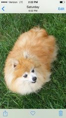 Medium Photo #1 Pomeranian Puppy For Sale in Red Lion, PA, USA