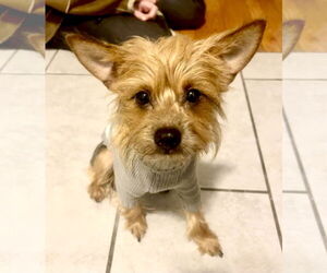 Mutt Dogs for adoption in Staten Island, NY, USA