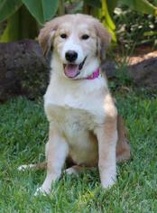 Gollie Dogs for adoption in Warwick, RI, USA