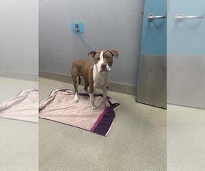 American Pit Bull Terrier-Unknown Mix Dogs for adoption in Las Vegas, NV, USA