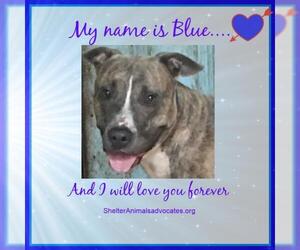 American Staffordshire Terrier-Great Dane Mix Dogs for adoption in Graniteville, SC, USA
