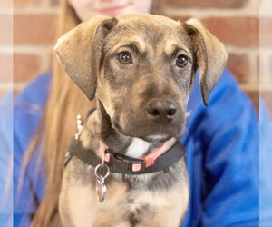 Labrador Retriever-Unknown Mix Dogs for adoption in St. Louis Park, MN, USA