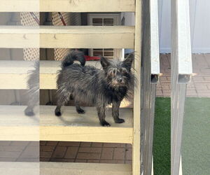 Cairn Terrier Dogs for adoption in Menifee, CA, USA
