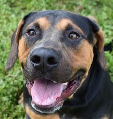 American Bulldog Dogs for adoption in Nashville, IN, USA