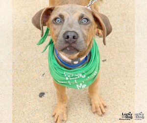 Boxer-Unknown Mix Dogs for adoption in Washington, DC, USA