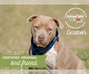 American Pit Bull Terrier-Chinese Shar-Pei Mix Dogs for adoption in Pearland, TX, USA