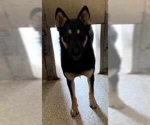 German Shepherd Dog-Siberian Husky Mix Dogs for adoption in Lodi, CA, USA