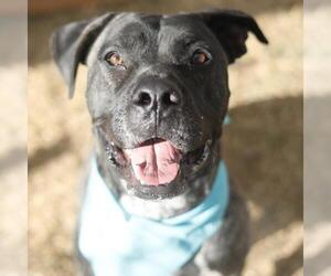 American Staffordshire Terrier-Unknown Mix Dogs for adoption in San Antonio, TX, USA