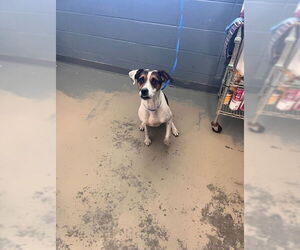 American Staffordshire Terrier-Beagle Mix Dogs for adoption in Tallahassee, FL, USA