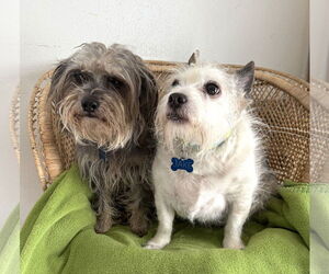 Maltese-Unknown Mix Dogs for adoption in Bellevue, WA, USA