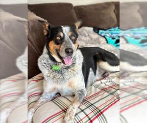 Mutt Dogs for adoption in Woodland, CA, USA