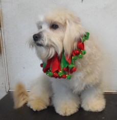 Maltese Dogs for adoption in Yucaipa, CA, USA