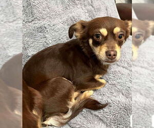Chihuahua-Unknown Mix Dogs for adoption in Grafton, WI, USA