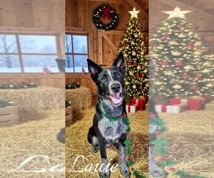Border-Aussie Dogs for adoption in Highland, IL, USA