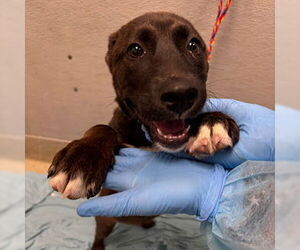 Mutt Dogs for adoption in Las Vegas, NV, USA