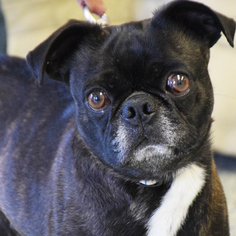 Pug Dogs for adoption in Huntley, IL, USA