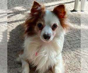Pomeranian-Unknown Mix Dogs for adoption in New Oxford , PA, USA