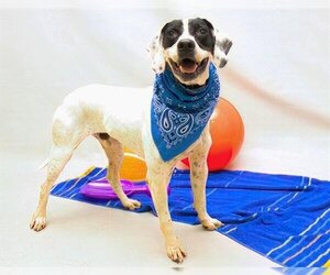 Pointer Dogs for adoption in Sanford, FL, USA