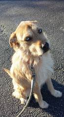 Dachshund-Irish Wolfhound Mix Dogs for adoption in Decatur, GA, USA