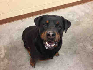 Rottweiler Dogs for adoption in Texas City, TX, USA