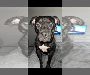 American Pit Bull Terrier-Unknown Mix Dogs for adoption in Simi valley , CA, USA