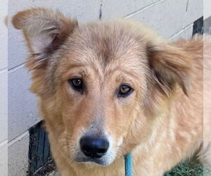 Golden Retriever Dogs for adoption in Tarboro, NC, USA