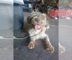 Shih Tzu-Unknown Mix Dogs for adoption in Fort Lauderdale, FL, USA