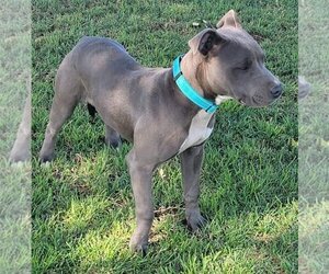 American Staffordshire Terrier Dogs for adoption in Visalia, CA, USA