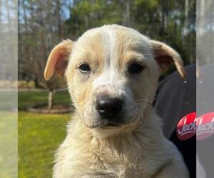 Labrador Retriever-Unknown Mix Dogs for adoption in Yardley, PA, USA