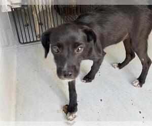 Medium Photo #1 Chihuahua Puppy For Sale in Houston, TX, USA