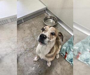 Mutt Dogs for adoption in Temple, TX, USA