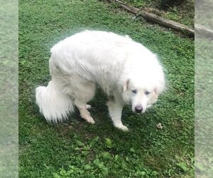 Great Pyrenees Dogs for adoption in Mattoon, IL, USA