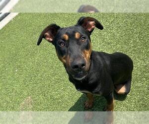 Doberman Pinscher-Unknown Mix Dogs for adoption in Grand Prairie, TX, USA