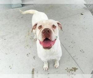 American Bulldog Dogs for adoption in Rancho Cucamonga, CA, USA