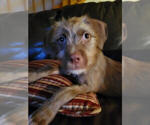 Mutt Dogs for adoption in Boston, MA, USA