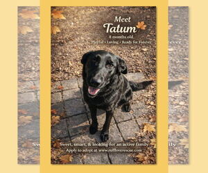 Golden Retriever-Unknown Mix Dogs for adoption in Thomasville, NC, USA