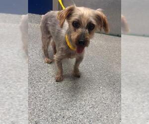 Mutt Dogs for adoption in Pasadena, TX, USA