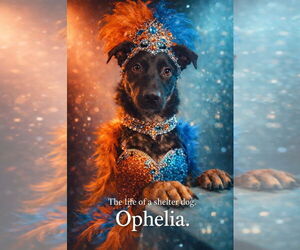 Mutt Dogs for adoption in Rockaway, NJ, USA