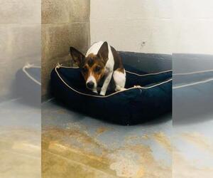 Jack Russell Terrier Dogs for adoption in Eureka Springs, AR, USA