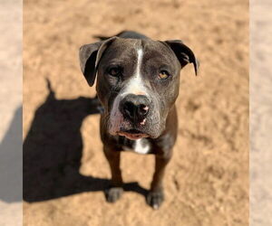 American Staffordshire Terrier Dogs for adoption in Aurora, CO, USA